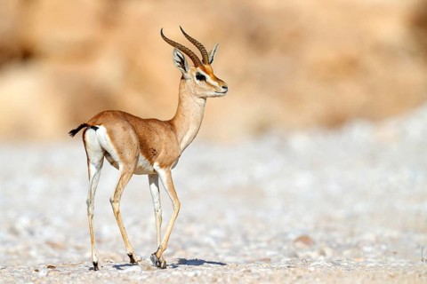 Arabian gazelle, (Gazella arabica), Mudday, Salalah, Dhofar, Oman, Asia