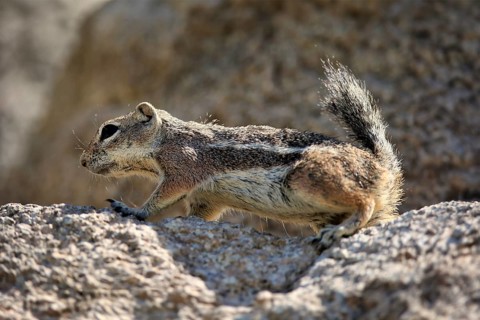 Antelope gopher, (Ammospermophilus harrisii), adult, on tree, foraging, Sonoran Desert, Arizona,