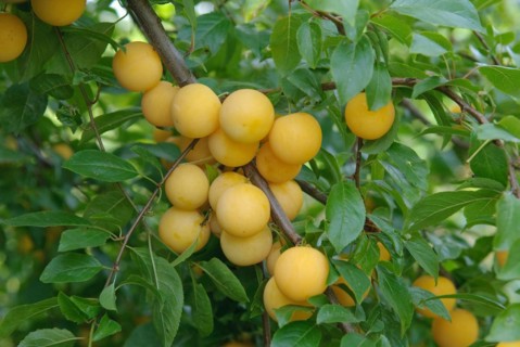 Myrobolanes (Prunus cerasifera), LauÃŸnitz, 81