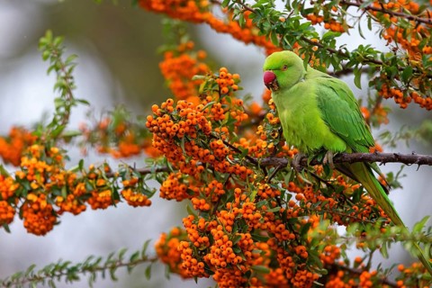 Rose-ringed Parakeet, Ring-necked Parakeet, (Psittacula krameri), Neuhofen, Rhineland-Palatinate,