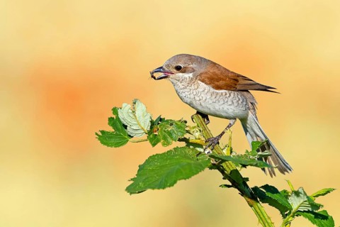 Red-backed shrike (Lanius collurio), female with prey, Hockenheim, Baden-Württemberg, Germany,