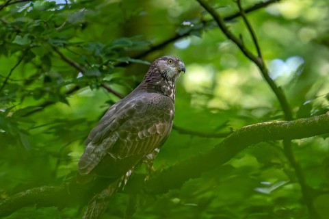 European honey buzzard (Pernis apivorus) female perched in tree in deciduous forest