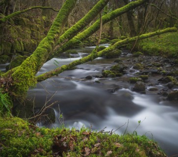 Long exposure of a torrent with moss-covered trees protruding into it, landscape photo, nature