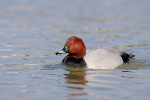 Common Pochard (Aythya ferina), male, Camargue, Provence, southern France