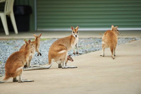 Close-up of agile wallabies (Macropus agilis) mother with her youngster near a house wildlife in