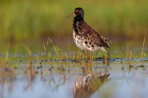 Ruff (Philomachus pugnax), male, Narew, Bialystok, Podlasie, Poland, Europe