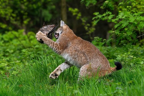 Hunting Eurasian lynx (Lynx lynx) juvenile catching muskrat (Ondatra zibethicus) prey in thicket at
