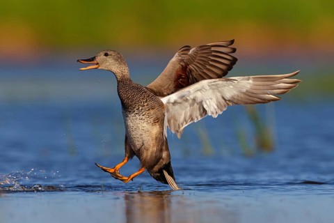 Gadwall, (Anas strepera), Mareca strepera, Wagbachniederung, Calera Y Chozas, Baden-Württemberg,
