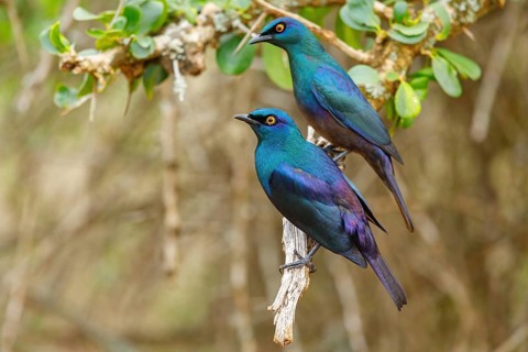 Cape starling (Lamprotornis nitens), pair, Mkuze Game Reserve, Mkuze, KwaZulu-Natal, South Africa,