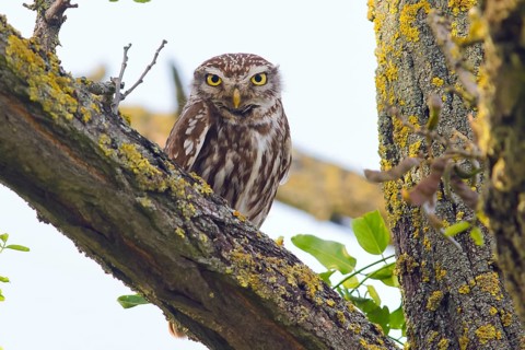 Little owl (Athene noctua) adult bird sitting in a tree, endangered bird species in Central Europe,