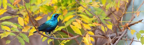 Glossy starling, (Lamprotornis chalcurus), Bronze-tailed glossy starling, Bronze-tailed starling,