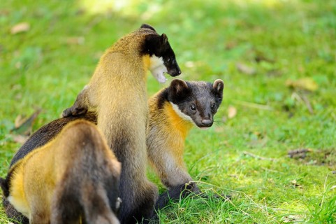 Two Yellow-throated marten (Martes flavigula) in a forest, captive