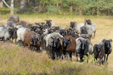 Heidschnucken (Ovis aries), herd in the blooming heathland, Südheide Nature Park, Lüneburg Heath,