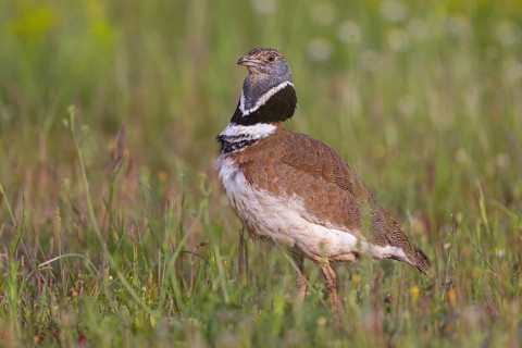 Little bustard (Tetrax tetrax) Outarde canepetière, Sison Comun, Hides De Calera / Great Bustard,