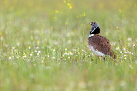 Little bustard (Tetrax tetrax) Outarde canepetière, Sison Comun, Hides De Calera / Great Bustard,
