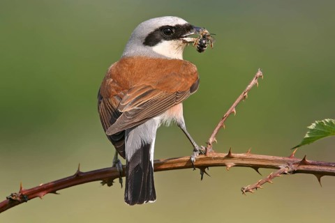 Red-backed shrike (Lanius collurio), Pie-griÃ‹che Ãˆcorcheur, AlcaudÃ›n Dorsirrojo, Spider, spider,