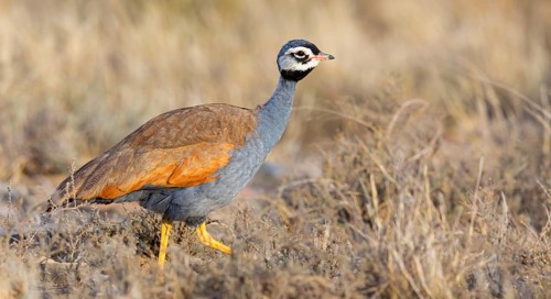 Blue bustard, (Eupodotis caerulescen), Blue Bustard, Blue Korhaan, Outarde plombée, Sison azulado