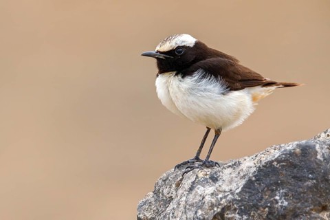 Arabian Wheatear, (Oenanthe lugentoide, Middle East, Oman, male, Jabal Samhan, Salalah, Dhofar,