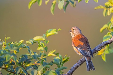Linnet, Common Linnet, Eurasian Linnet, (Carduelis cannabin), (Acanthis cannabina), Linotte