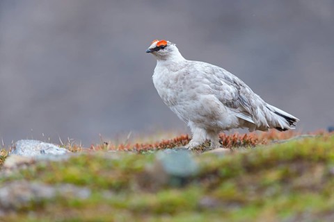 Rock ptarmigan, Svalbard Rock ptarmigan, Ptarmigan, (Lagopus mutus), Lagopus muta hyperbore), male,