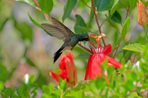 Broad-billed hummingbird (Cynanthus latirostris), adult, male, flying, on flower, foraging, Sonoran