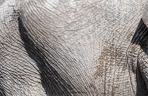 African elephant (Loxodonta africana), detail, wrinkled skin, Etosha National Park, Namibia, Africa