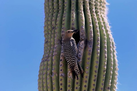 Gila woodpecker (Melanerpes uropygialis), adult, male, at breeding den, on saguaro cactus, Sonoran