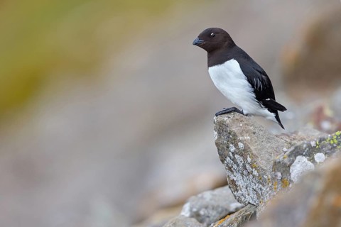 Cory's Grebe, Plautus alle, Dovekie, Little Auk, Mergule nain, Mérgulo atlantico, Longyearbyen,