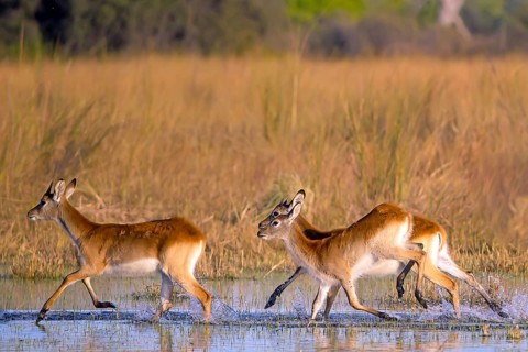 Red hartebeest (Kobus leche) ml, Okavango Delta, Botswana, Okavando Delta, Botswana, Africa