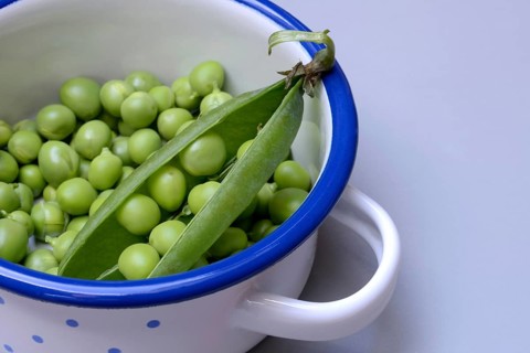 Fresh green peas and pea pod in pot, Pisum sativum
