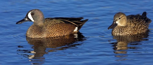 Blue-winged teals (Anas discors), two blue-winged teal swimming in the water, Viera Wetlands,