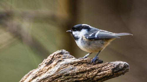 Coal Tit, Periparus ater, bird in forest