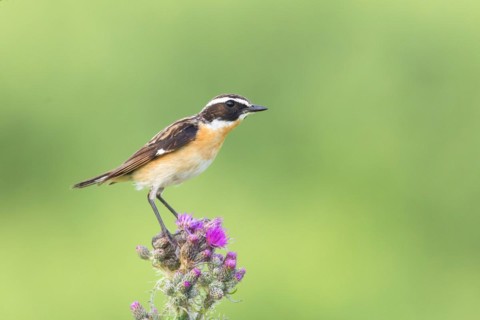 Whinchat (Saxicola rubetra), male standing on marsh thistle (Cirsium palustre), songbirds, animals,