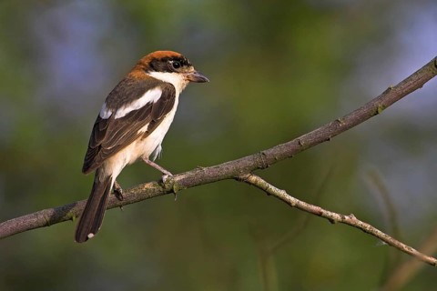 Woodchat shrike (Lanius senator), male, perch, Nahe valley, Lesbos island, Greece, Europe