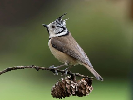 Crested Tit (Lophophanes cristatus) sitting on a lark branch covered with cones, North