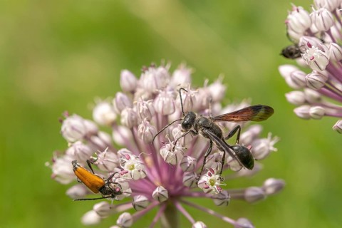 Mexican isodont (Isodontia mexicana) looking for pollen on a pink flower Bas rhin, Alsace, grand