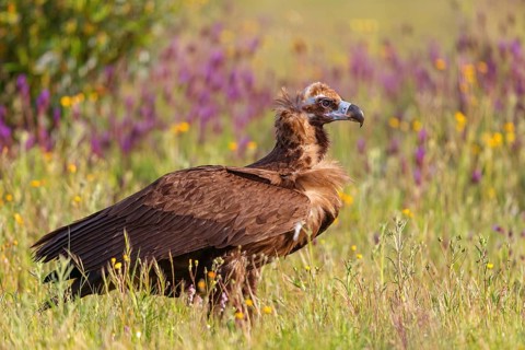 Monk Vulture, Monk Vulture, Black Vulture, (Cinereous Vulture), Aegypius monachus, Vautour moine,