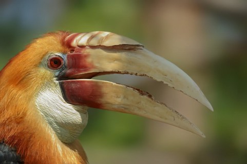 Papua Hornbill (Rhyticeros plicatus, Aceros plicatus), portrait, male, captive, occurring in South