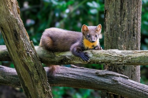 European pine marten (Martes martes), Germany, Europe