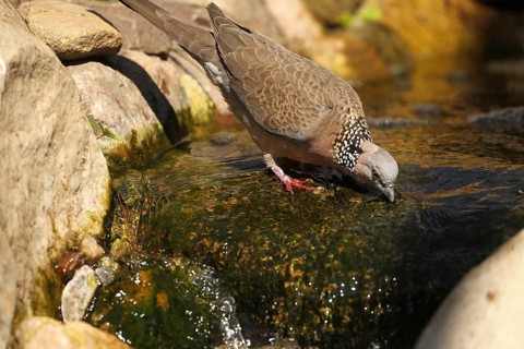 Pearl-necked Pigeon (Streptopelia chinensis) at the drinking trough, Walsrode Bird Park, Lower