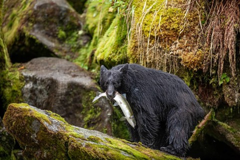 American Black Bear (Ursus americanus) with salmon in its mouth, rainforest, Southeast Alaska,