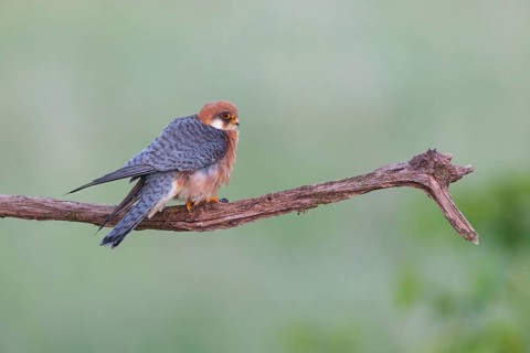 Red-footed Falcon, (Falco vespertinu), perching station, falcon family, Tower Hide, Tiszaalpar,
