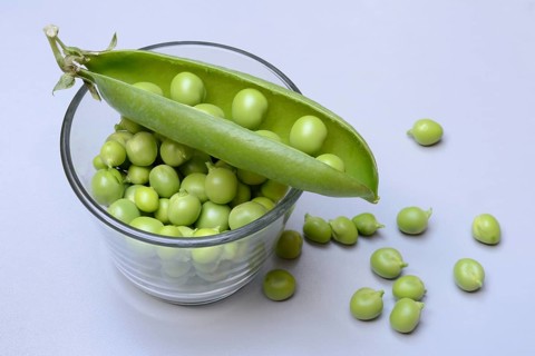 Fresh green peas in shell and pea pod, Pisum sativum