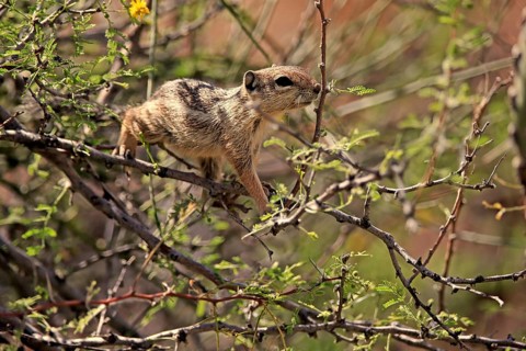 Antelope gopher, (Ammospermophilus harrisii), adult, on tree, foraging, Sonoran Desert, Arizona,