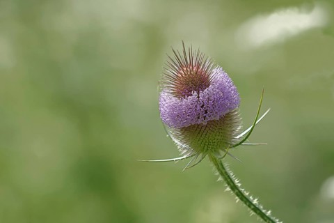 Wild teasel (Dipsacus fullonum), with wreath of flowers, Haiger, Hesse, Germany, Europe
