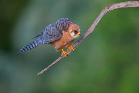 Red-footed Falcon, (Falco vespertinu), perching station, falcon family, Tower Hide, Tiszaalpar,
