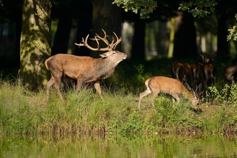 A Red deer (Cervus elaphus) male with a youngster at the edge of the woods