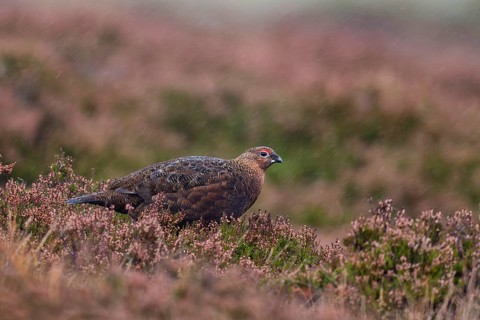 Red Grouse (Lagopus lagopus scotica) in the Highlands, Scotland, Great Britain