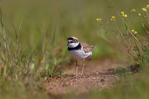 Little Ringed Plover, Little Plover, Little Plover, Charadrius dubius, Petit Gravelot, Chorlitejo