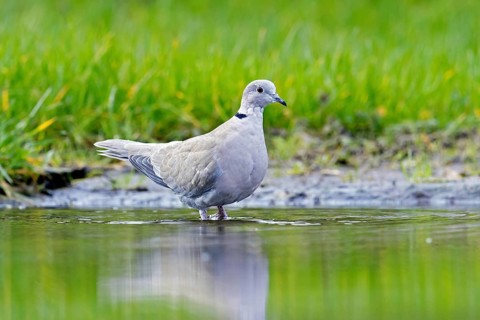 Eurasian collared dove (Streptopelia decaocto) drinking water from pond
